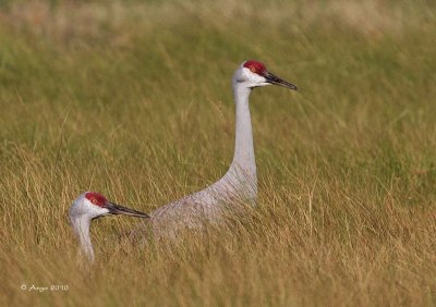 Sandhill Cranes