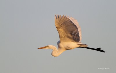 Great Egret
