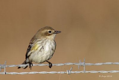 Yellow-rumped Warbler