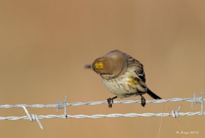 Yellow-rumped Warbler