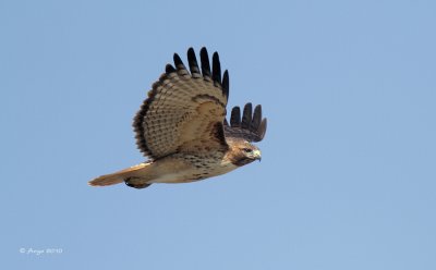 Red-tailed Hawk