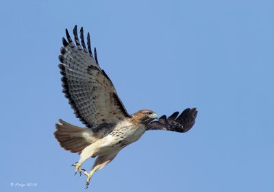 Red-tailed Hawk