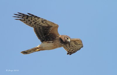 Northern Harrier