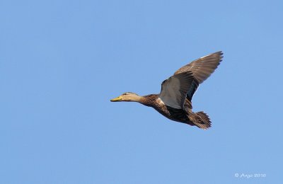 Mottled Duck