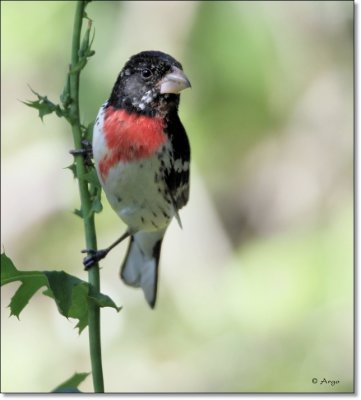 Rose-breasted Grosbeak