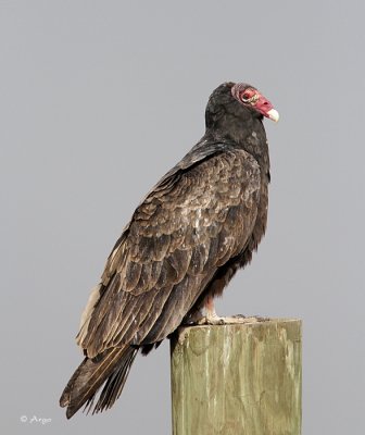 Turkey Vulture