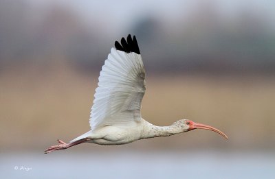 White Ibis
