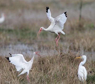 White Ibis
