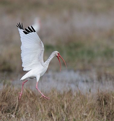 White Ibis