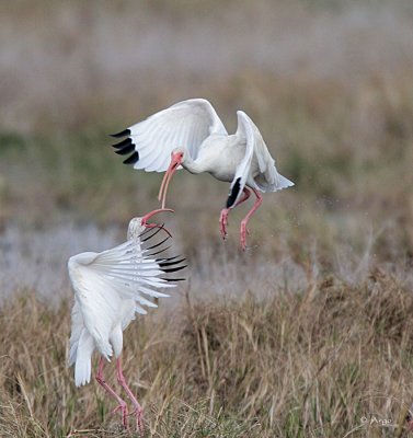 White Ibis