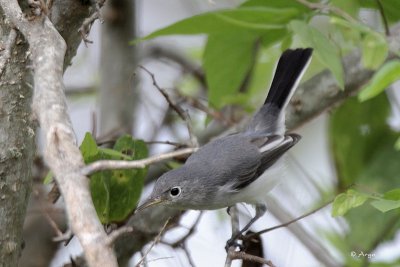 Blue-gray Gnatcatcher