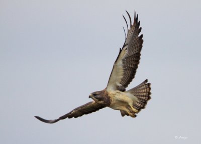 Swainsons Hawk