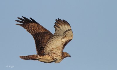 Red-tailed Hawk