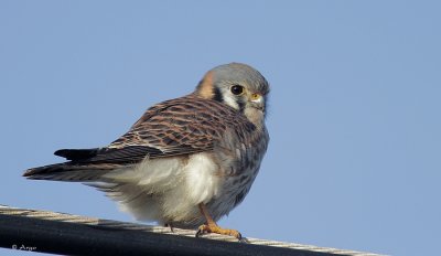 American Kestrel