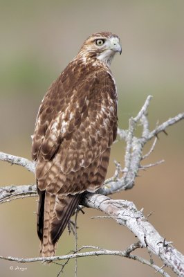 Red-tailed Hawk