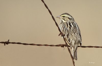 Savannah Sparrow