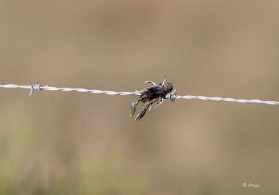 Loggerhead Shrike Kill