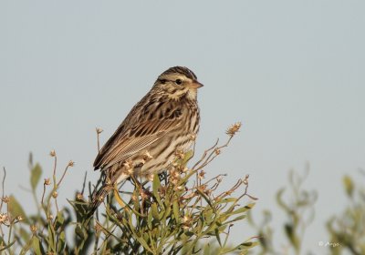 Savannah Sparrow