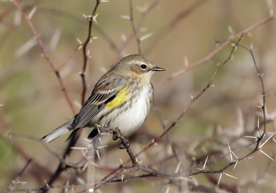 Yellow-rumped Warbler