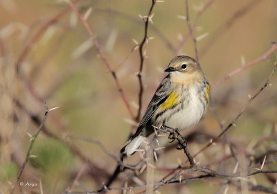 Yellow-rumped Warbler