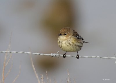 Yellow-rumped Warbler