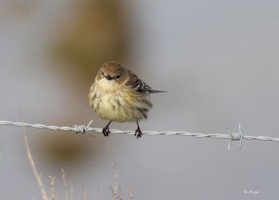Yellow-rumped Warbler