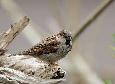 House Sparrow