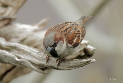 House Sparrow