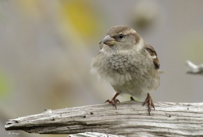 House Sparrow