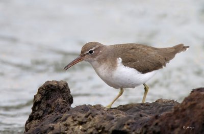 Spotted Sandpiper
