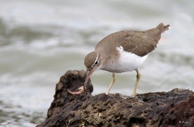 Spotted Sandpiper