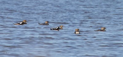 Hooded Mergansers