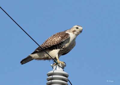 Red-tailed Hawk