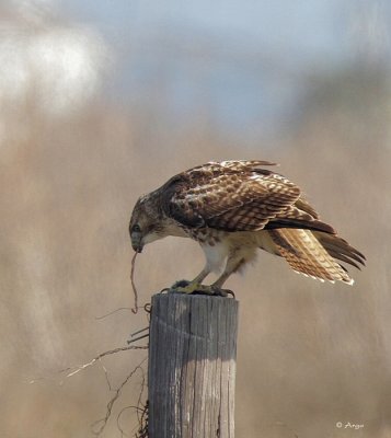 Red-tailed Hawk