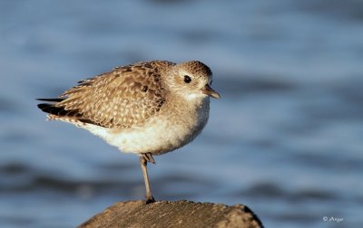 Black-bellied Plover