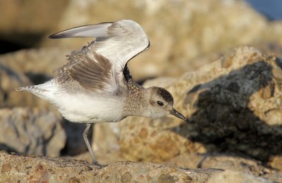 Black-bellied Plover