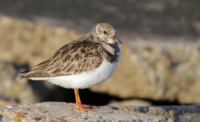 Ruddy Turnstone