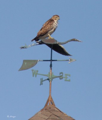 Red-tailed Hawk