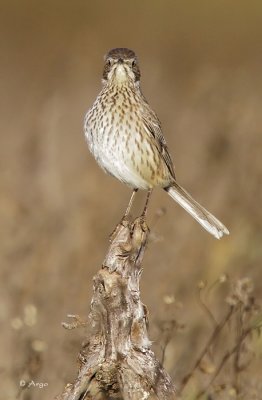 Sage Thrasher