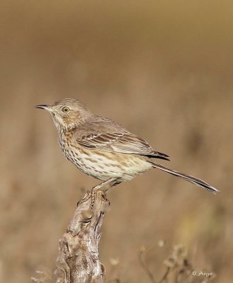Sage Thrasher