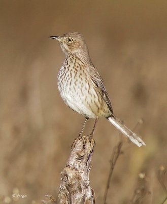 Sage Thrasher