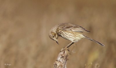 Sage Thrasher