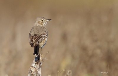 Sage Thrasher