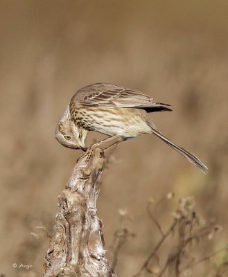 Sage Thrasher