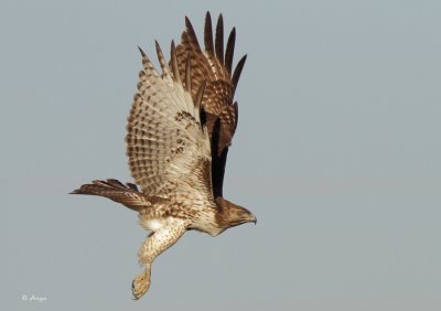 Red-tailed Hawk