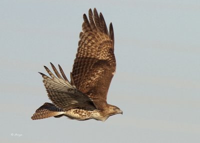 Red-tailed Hawk