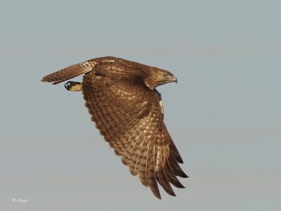 Red-tailed Hawk