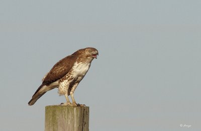 Red-tailed Hawk