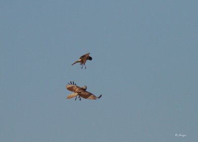 Ferruginous Hawk vrs Harrier