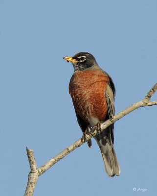 American Robin